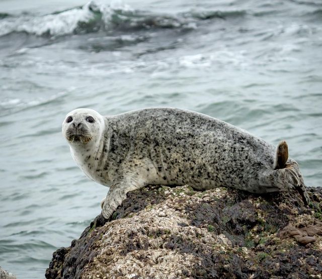 서해 최북단 백령도서 관찰된 점박이물범