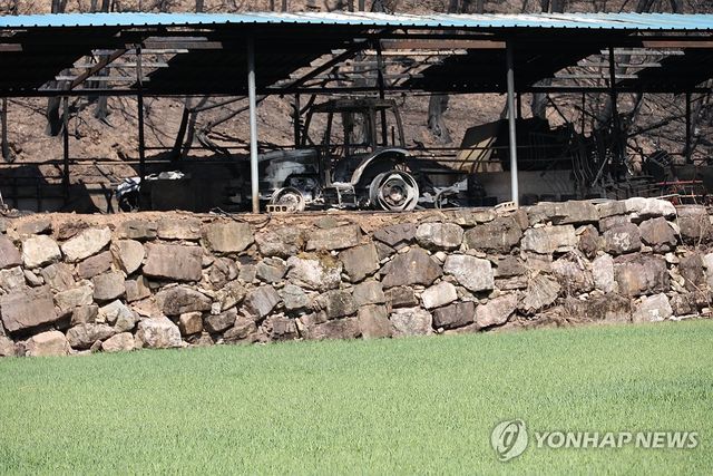 '살아남은 보리, 산불에 타버린 농기계'