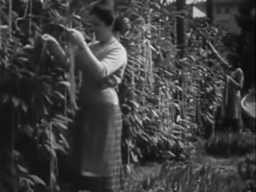 영국 BBC 방송이 1957년 만우절을 맞아 내보낸 '가짜 스파게티 나무' 영상