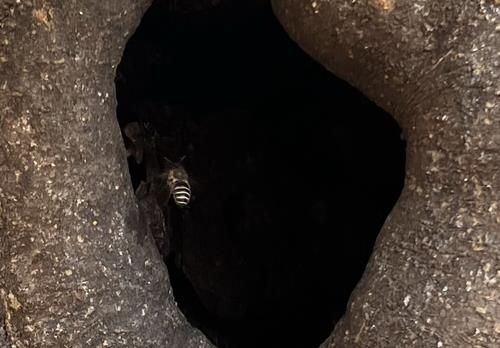 산불에 살아남은 벌집과 벌