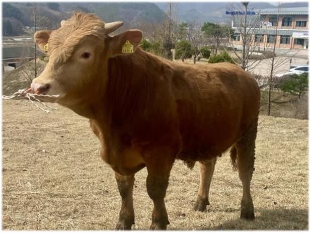 후보씨수소로 선정된 KPN 1921