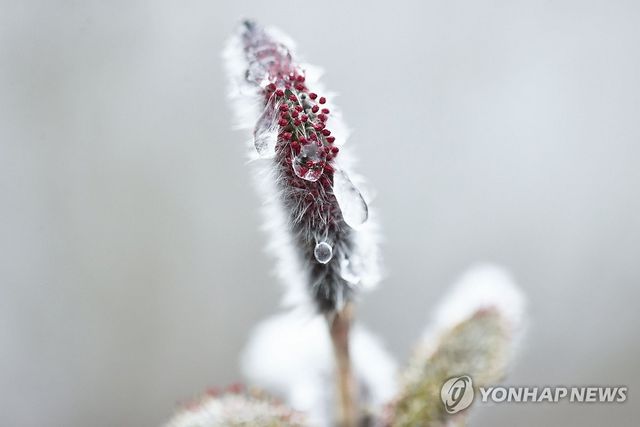 봄비 머금은 버들강아지