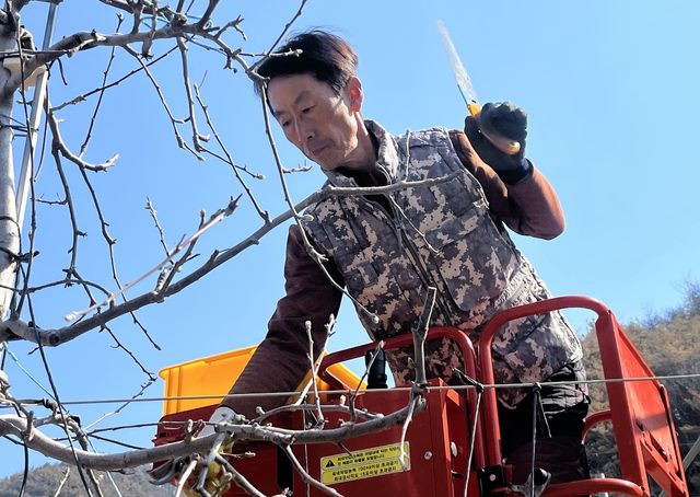 가지치기하는 오병철씨