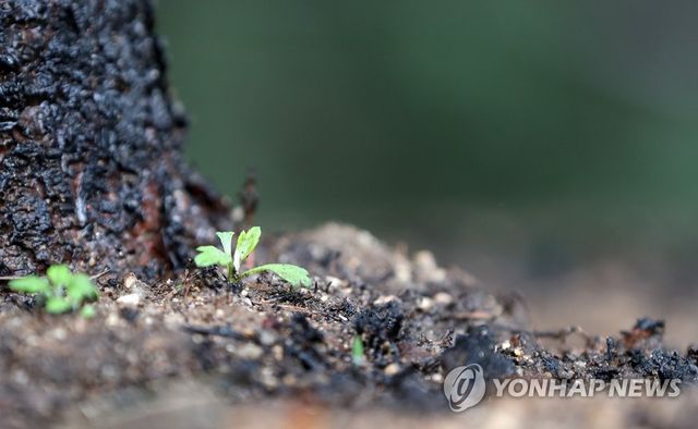 산불 뒤 다시 움트는 희망