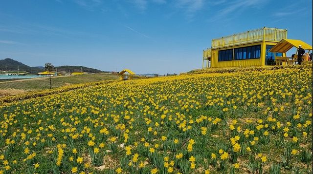 노란 수선화로 물든 선도 