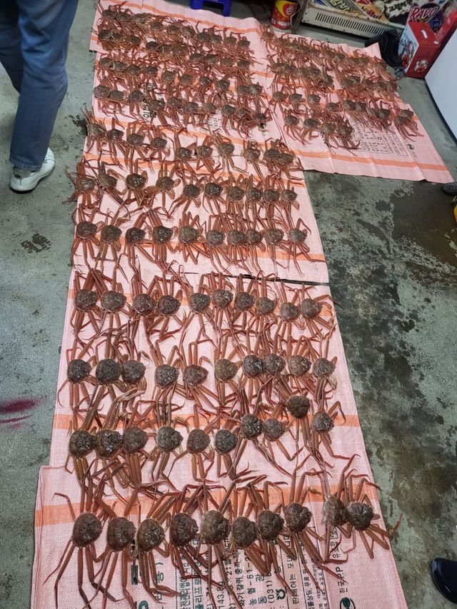 동해해경, 체장미달 대게 불법 포획 사범 검거