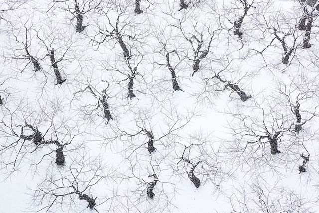 고료카쿠의 눈 덮인 벚나무숲 [사진/권혁창 기자] 