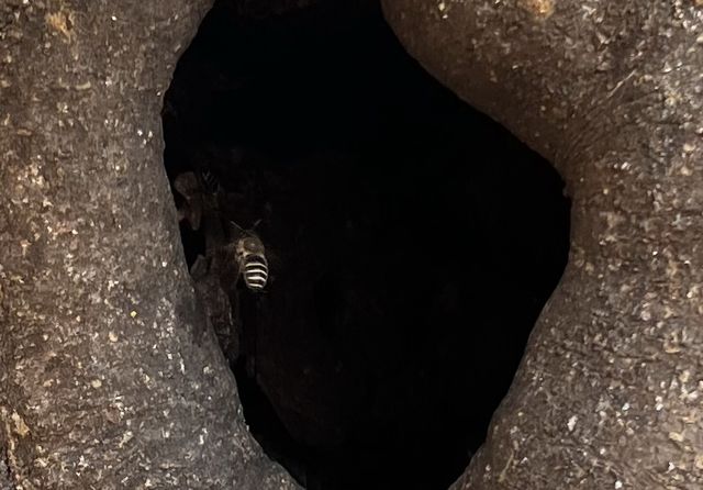 산불에 살아남은 벌집과 벌