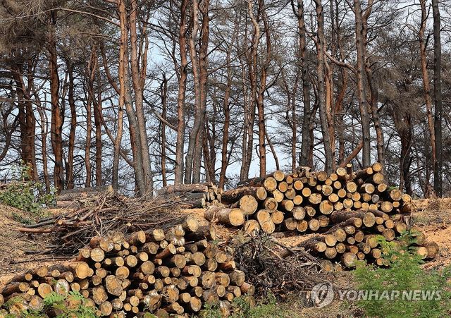 황량한 강릉산불 피해지