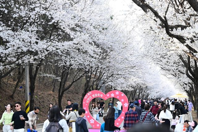 여주 흥천면 '남한강 벚꽃길'