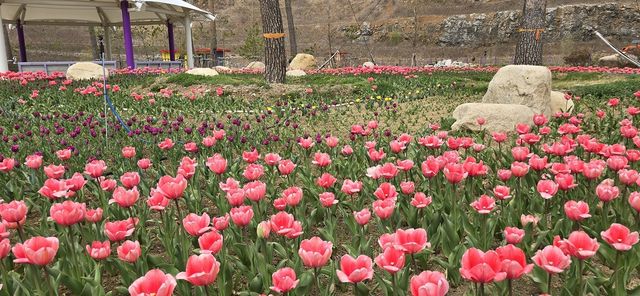 무릉별유천지 튤립꽃밭