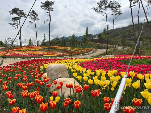 튤립 만개한 동해 무릉별유천지