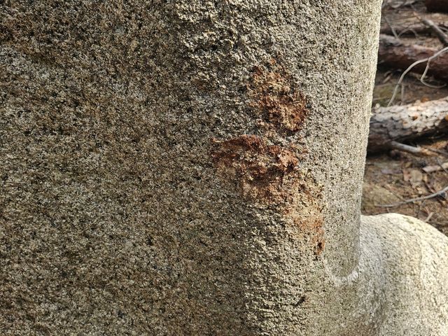 경주 남산 용장계 사곡 제1사지 약사여래좌상에 남은 소나무 껍질 흔적