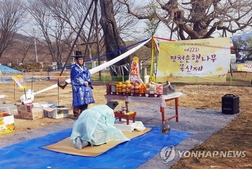 '마을의 안녕·풍년 기원' 당진 면천은행나무 목신제 