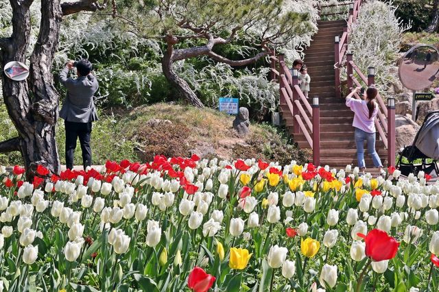 하늘빛수목정원 튤립