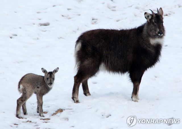 산양. [양구군 제공. 재판매 및 DB 금지]