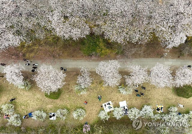 벚꽃 핀 여의도에서 나들이