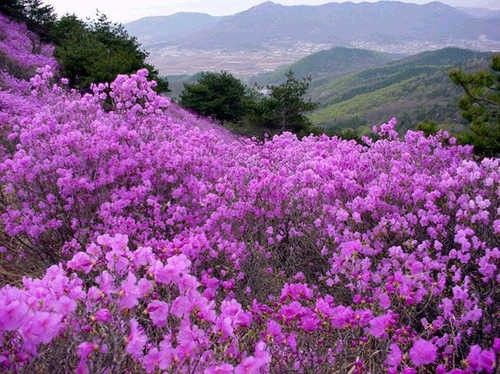 4월의 꽃 진달래