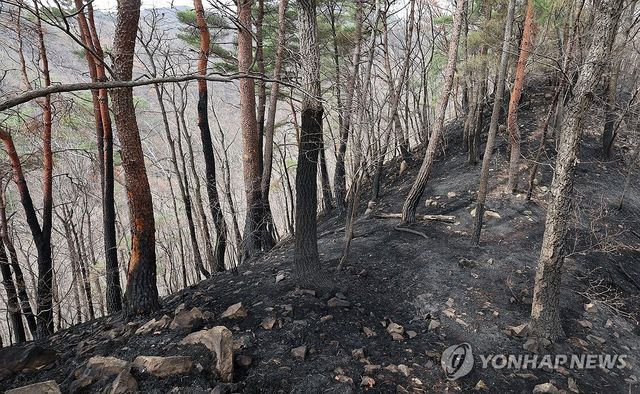 검게 타버린 나무