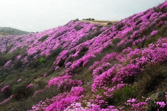 충남 당진시 면천면 아미산 진달래