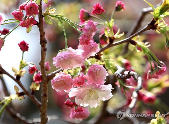 겹벚꽃 개화 시작