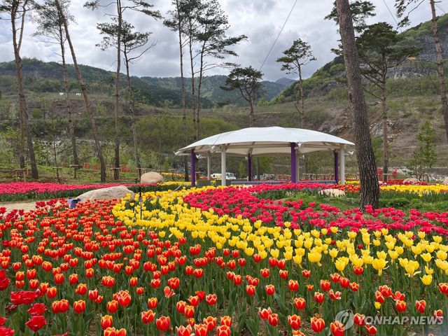 튤립 만개한 동해 무릉별유천지