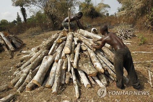 라이베리아의 고무나무