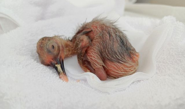 창녕 우포 따오기