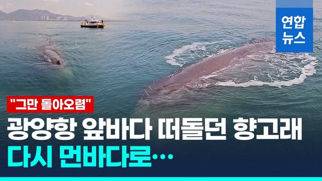 [영상] 애태우던 광양 연안 향고래 다시 먼바다로…"그만 돌아오렴" - 2