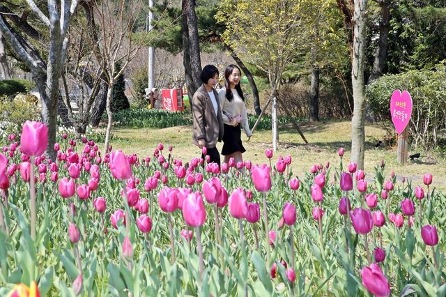튜립축제 12일 개막
