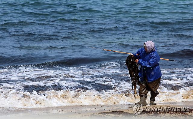봄 바다의 선물 자연산 미역