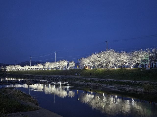 벚꽃길 야간 조명 가동 모습