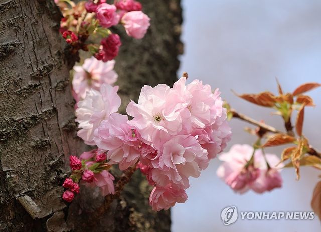 벚꽃이 지면 피어나는 꽃, 겹벚꽃 개화 시작