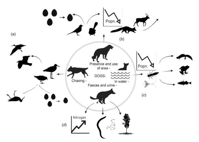 개가 환경에 미치는 부정적인 영향