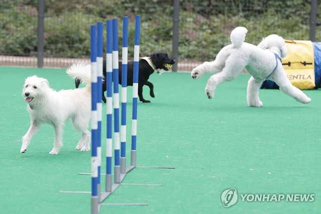 뛰노는 반려동물들