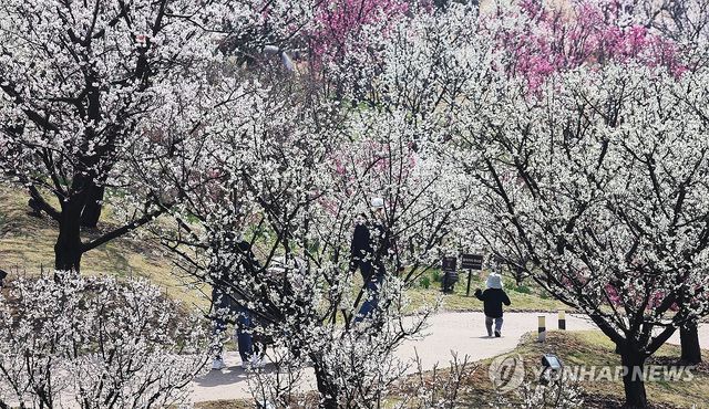 경기도 용인시 에버랜드 하늘정원길에 매화가 만개한 모습 [사진/홍기원 기자]
