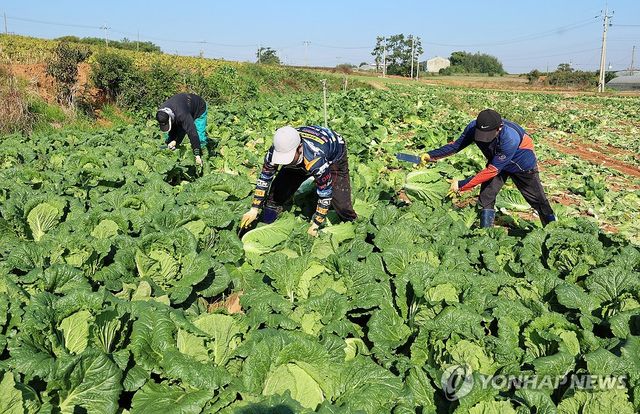 배추 수확