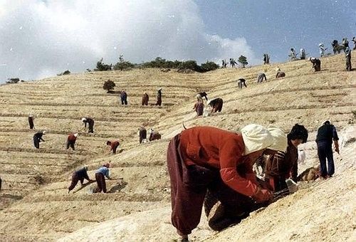 1973∼1977년 영일만 산림 복구 사진