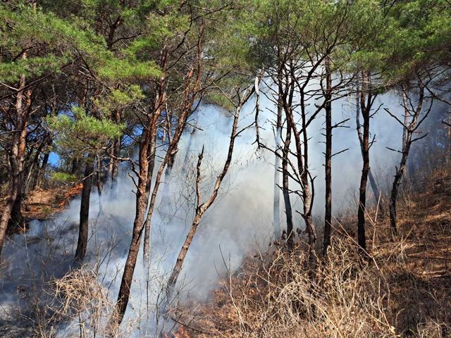 양구에서 발생한 산불