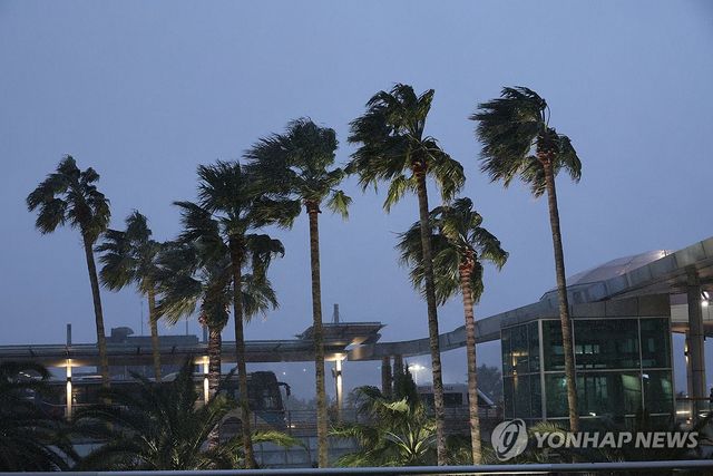 바람에 흔들리는 제주공항 야자수