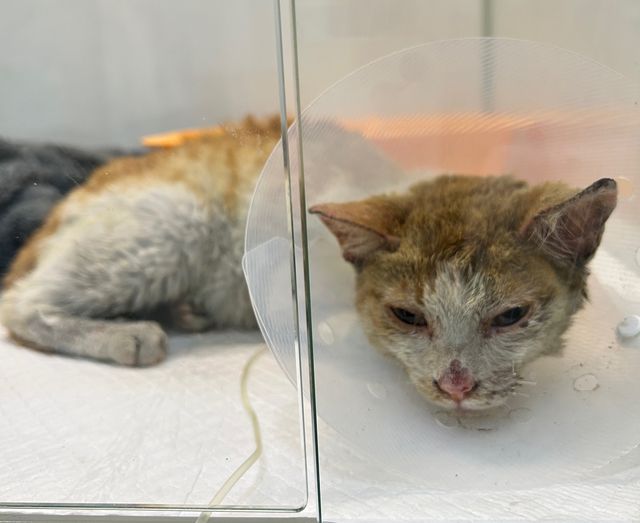 산불 현장서 구조된 길고양이