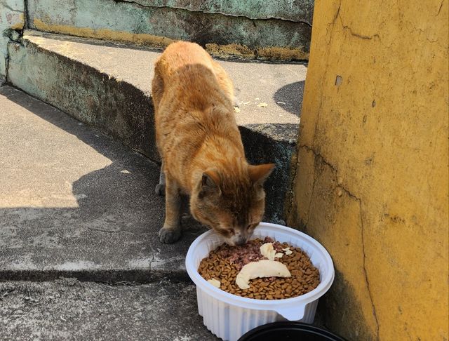 사료 먹는 길고양이