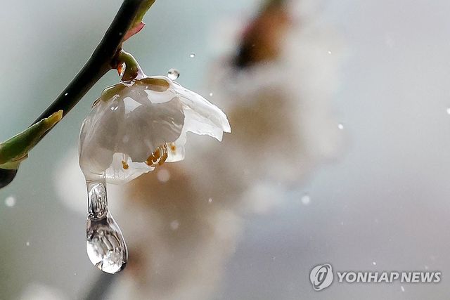 봄비와 매화