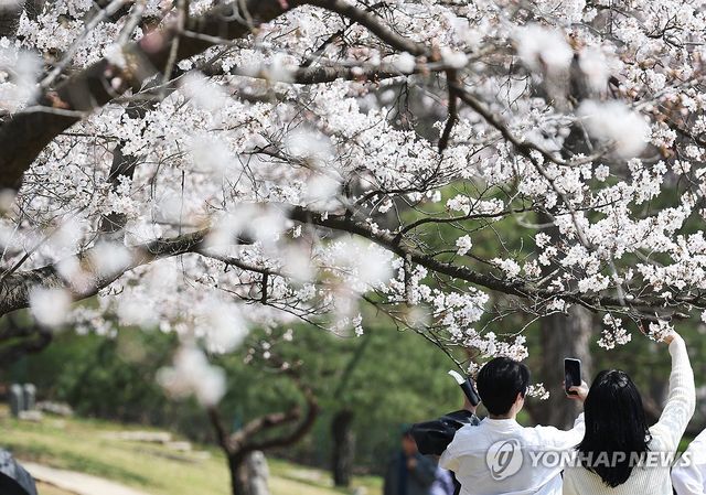 만개한 벚꽃