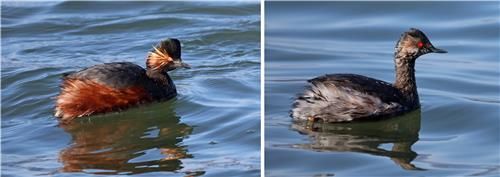 검은목논병아리 여름깃(왼쪽)과 겨울깃