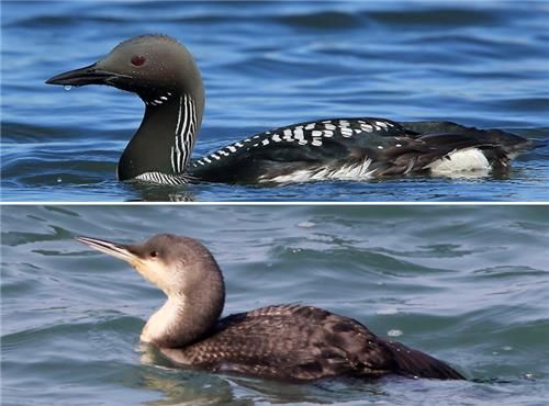 큰회색머리아비 여름깃(위)과 겨울깃
