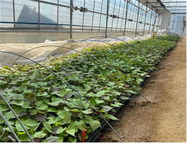 고구마 조직배양 무병묘 보급