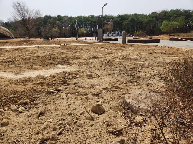 나무 이식으로 파헤쳐진 경북도청 앞 천년 숲