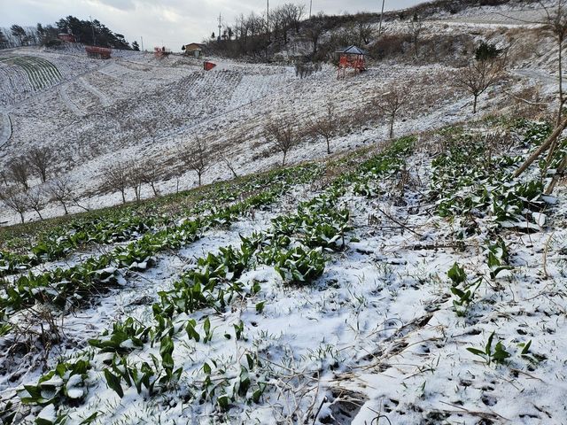 냉해 피해를 본 산나물