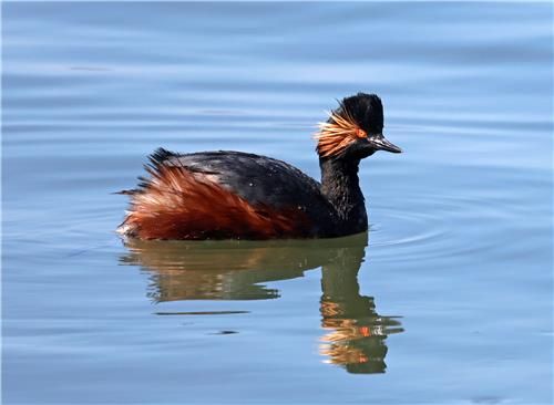 여름깃 검은목논병아리
